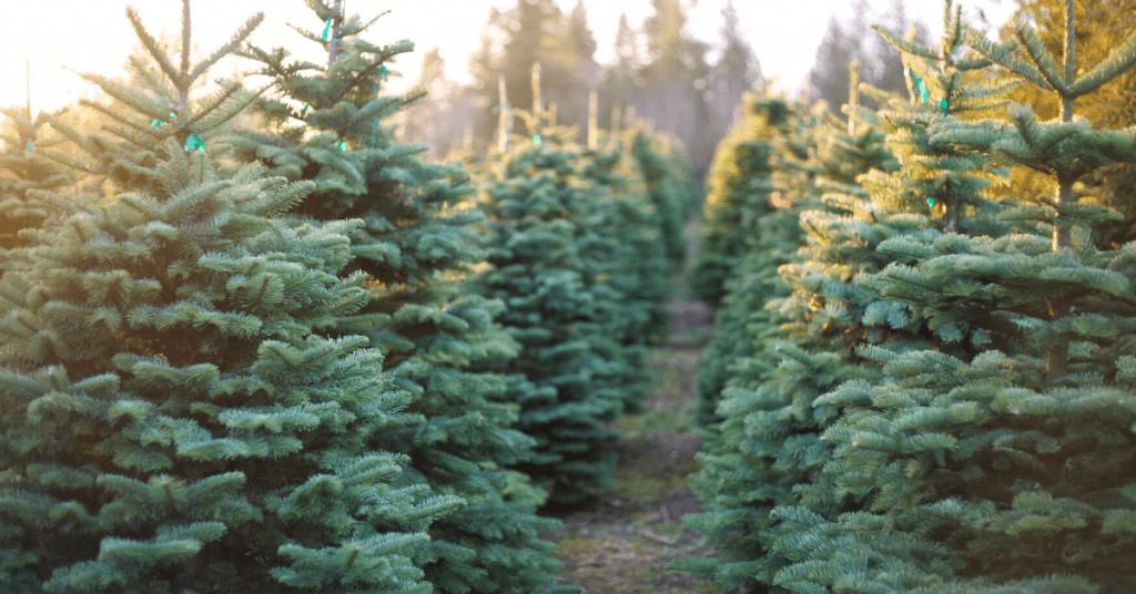 History-of-Christmas-Trees-Farm