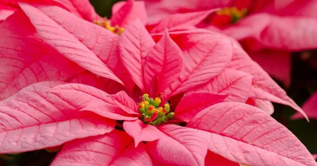 Pink Poinsettia Plants - How to Look After Poinsettia