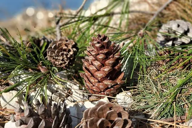 spruce-pine-cones-on-a-christmas-tree