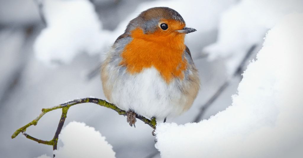 Christmas-Facts-Robin-in-Snow