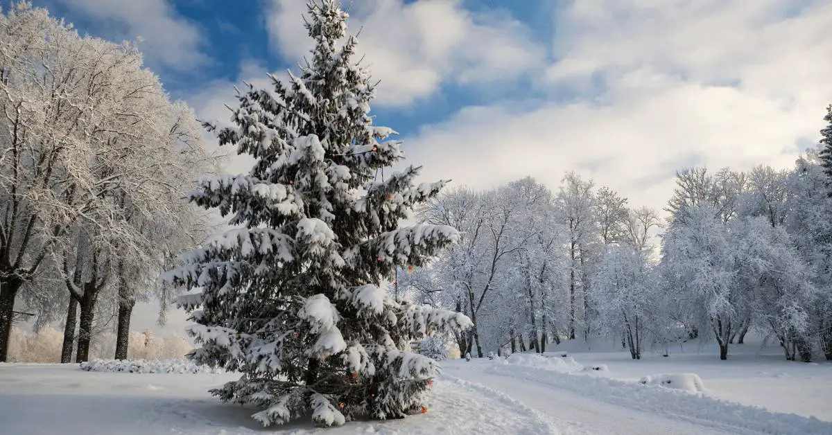 Christmas-Tree-Facts-Snowy-Tree