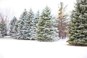 real-pine-trees-in-the-forest